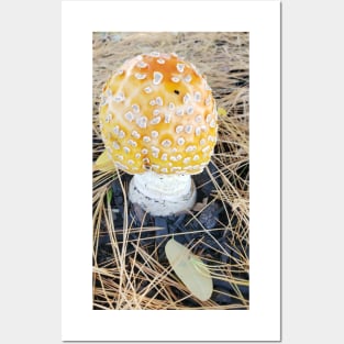 Grocery Store Amanita Posters and Art